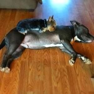 Meet your Posher, Melodious